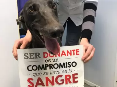 BUSCAN CREAR EL PRIMER BANCO DE SANGRE DE ANIMALES DE ARGENTINA