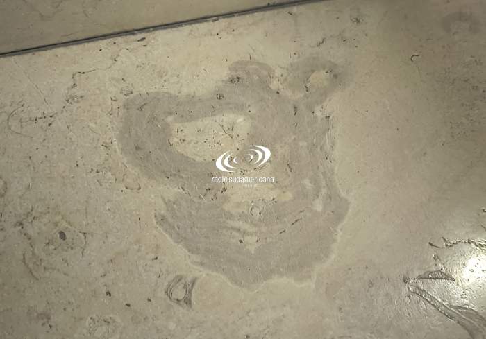 IDENTIFICAN FÓSILES EN ROCAS UTILIZADAS EN LA CONSTRUCCIÓN DEL RECTORADO