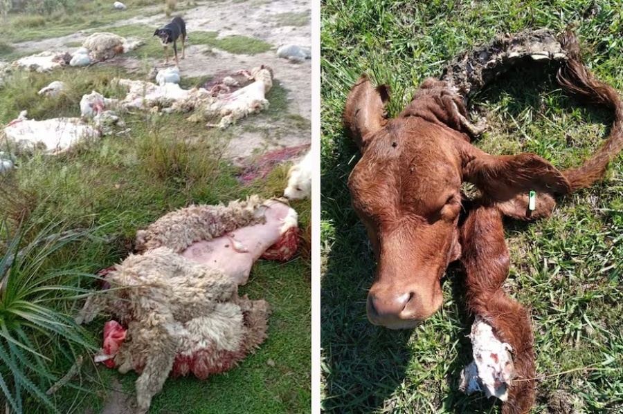 ABIGEATO: PRODUCTOR DENUNCIÓ QUE PERDIÓ 10 ANIMALES EN UNA SEMANA