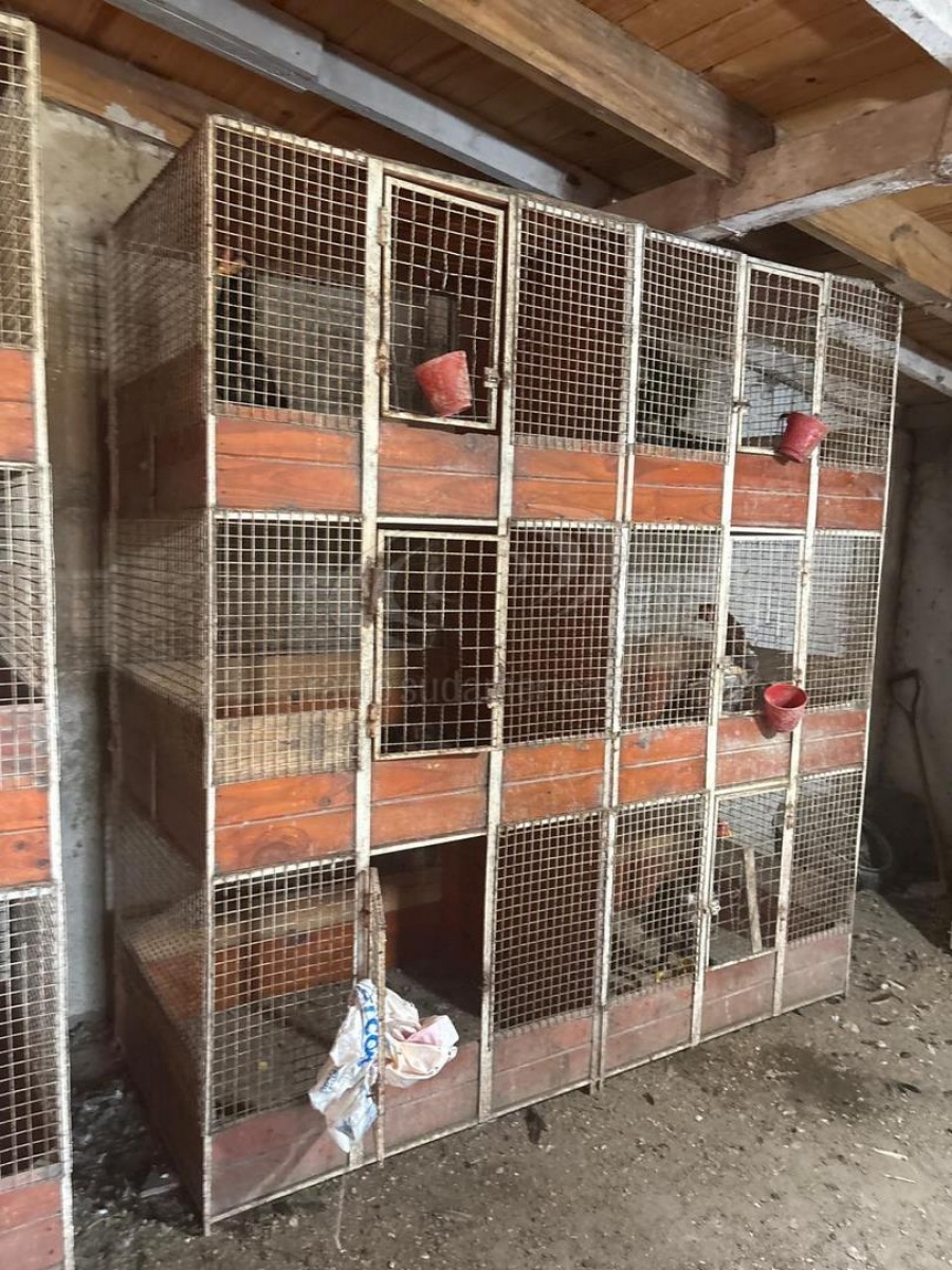 ALLANARON UNA CASA EN SAN CAYETANO: HABÍA 80 GALLOS DE RIÑA